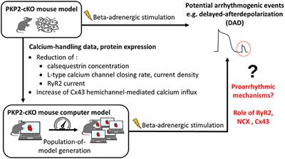 In silico Identification of Disrupted Myocardial Calcium Homeostasis as Proarrhythmic Trigger in Arrhythmogenic Cardiomyopathy